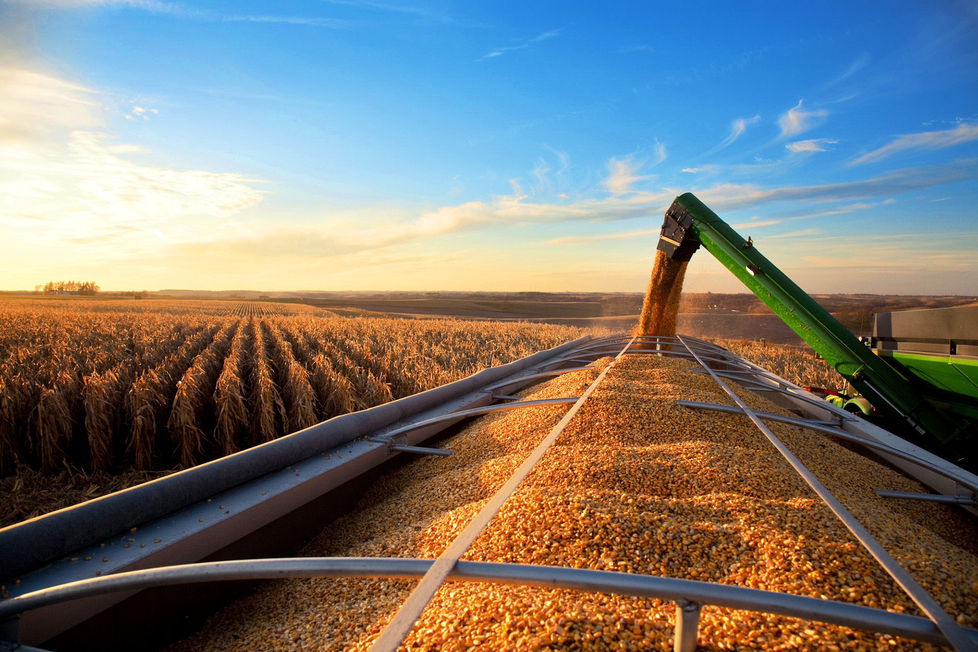 Campagne agricole 2022/23 : La production des céréales estimée à 55,1 millions de quintaux